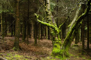 Fotobehang Moss covered old tree trunck in dark pines wood © Steppeland