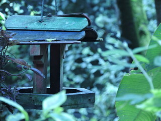 Casa para aves en madera de forma natural fondo verde