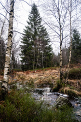 Babling brook landscape withhuge pine