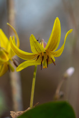 Trout-lily wildflowers close-up