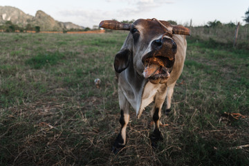 A cow eating on a farm in Cuba. 