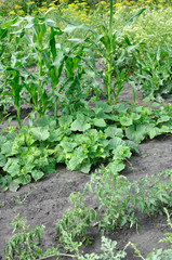 organically cultivated various vegetables in the vegetable garden, vertical composition