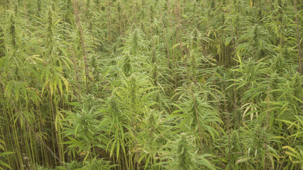 Marijuana plants at outdoor cannabis farm field. Hemp plants used for CBD and health
