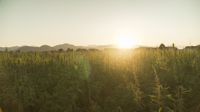 Marijuana plants at outdoor cannabis farm field. Hemp plants used for CBD and health in sunset