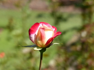 red rose in the garden