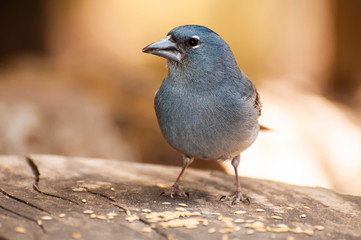 pajaro azul