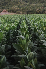 Rows of plants on a farm in Vinales, Cuba. 