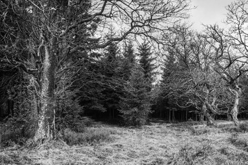 Fototapeta na wymiar Open place in the pines forest with some old and kinky trees BW