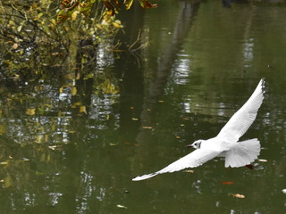 Seagull in flight