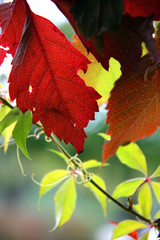 Höstfärger på blad i motljus.