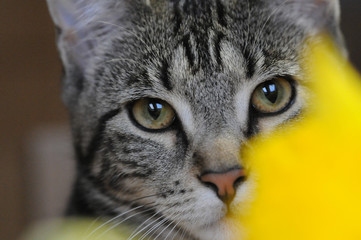 my beautiful Bengal cats