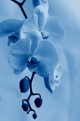 Fototapeta na wymiar Close-up of white Orchid flowers on a white background. Toning in a classic blue color. Selective focus.