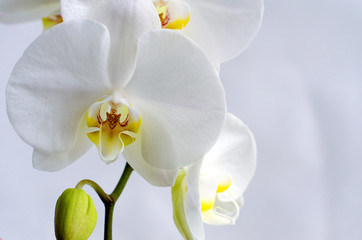 Close-up of white Orchid flowers on a white background. Selective focus.