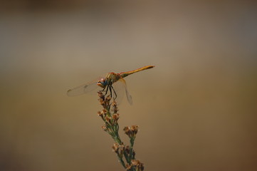 Libelle