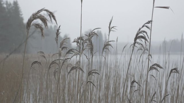 Reeds faltering on a lake