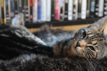 my beautiful Bengal cats