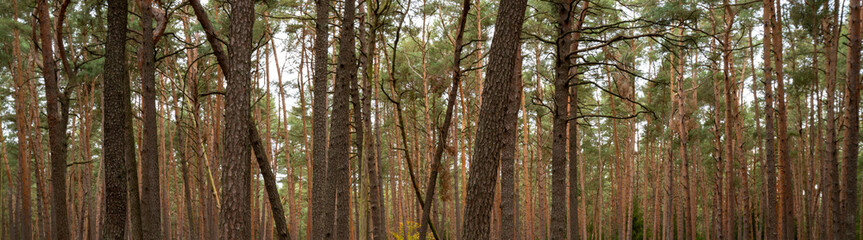 D&uuml;rbuchner Forst