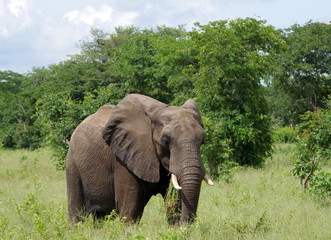 Fototapeta premium Elephant portrait