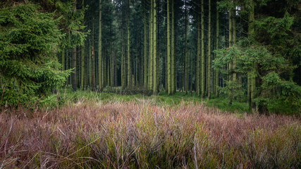 Fototapeta premium At the edge of the pines forest
