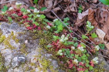 Wild Stonecrop close-up