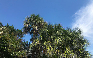 Palm Trees against a Blue Sky in Scottsdale Arizona