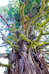 Mossy Tree in Forest