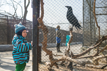 Kid watches animals and birds at the zoo. Child looks at animals in the zoo