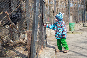 Fototapeta premium Kid watches animals and birds at the zoo. Child looks at animals in the zoo