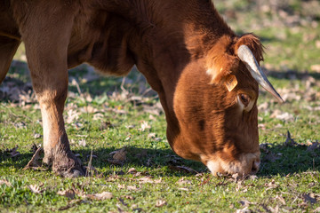 Naklejka na ściany i meble Cow grazing pasture at the amazing 