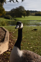 Canada Goose