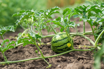 Little green watermelon. Young small watermelon in the garden. Watermelon in the farm on field
