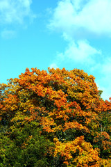 Fototapeta premium Höstfärger