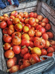 Pumpkin Season