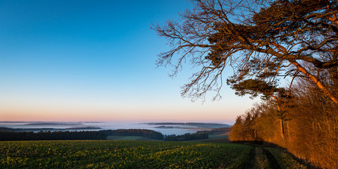 Obraz premium Winterlicht kurz vor Sonnenuntergang am Waldrand