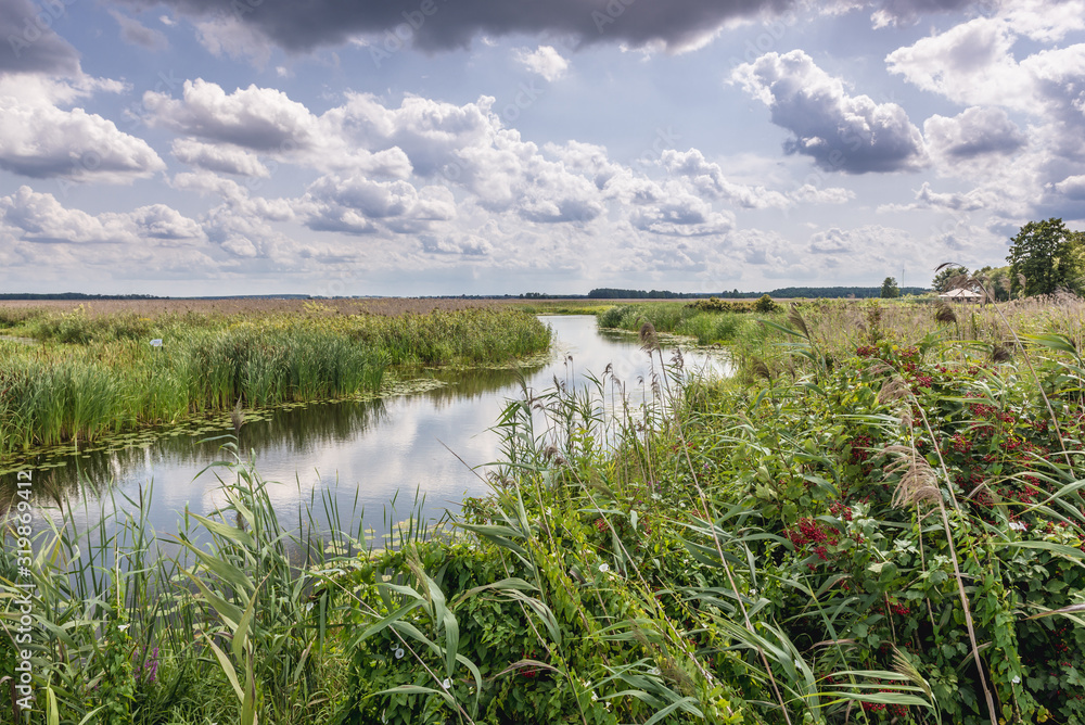 Wall mural River Narew seen from pathway for tourists in Narew National Park, close to the park authorities headquarters in Kurowo village, Poland