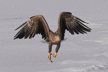 Obraz premium オジロワシ