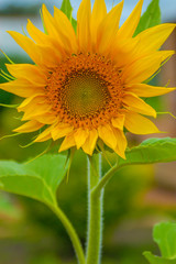 Obraz premium Trendy yellow sunflower close up background.