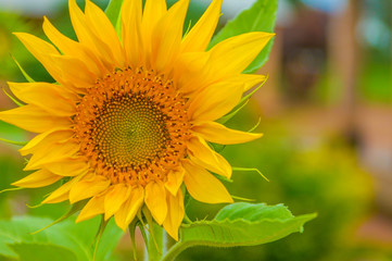 Trendy yellow sunflower close up background.