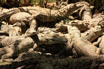 Crocodiles