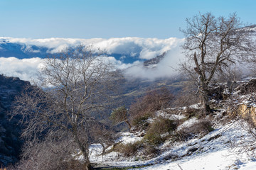 Typical winter landscape with snowy trees