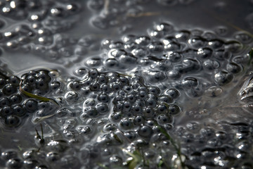 frog eggs