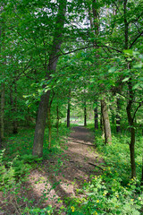 May forest, tender green foliage on large trees, sunny spring morning in the forest. Forest dirt road.