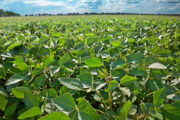 Green field of blooming soybeans on a sunny day.