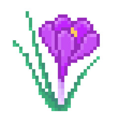 Fototapeta premium Purple crocus flower in bloom, pixel art icon isolated on white background. 8 bit early spring/late winter flowering plant symbol. Old school vintage retro slot machine/video game graphics.