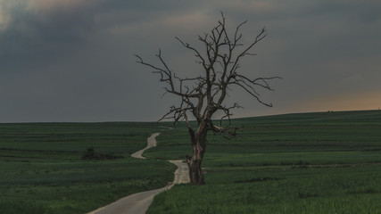 Stare drzewo przy polnej drodze 