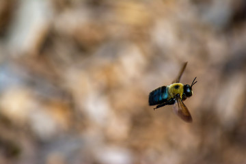 Wood bee at Stones River National Military Park in Tennessee