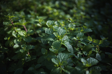 Fototapeta na wymiar Close up on a yard full of mint plants. 