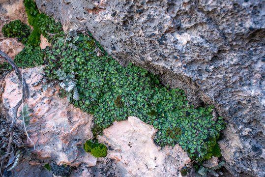 USA, Nevada, Clark County, Gold Butte National Monument. A large mat of the liverwort species Asterella californica growing among rocks with moss and ferns. The thalli are dotted with fruiting bodies.