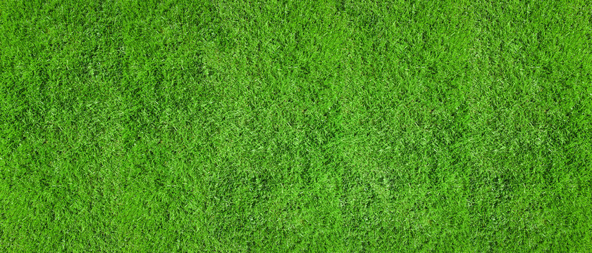 Texture of an even green lawn as a background