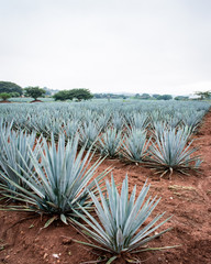Agave en ceniza